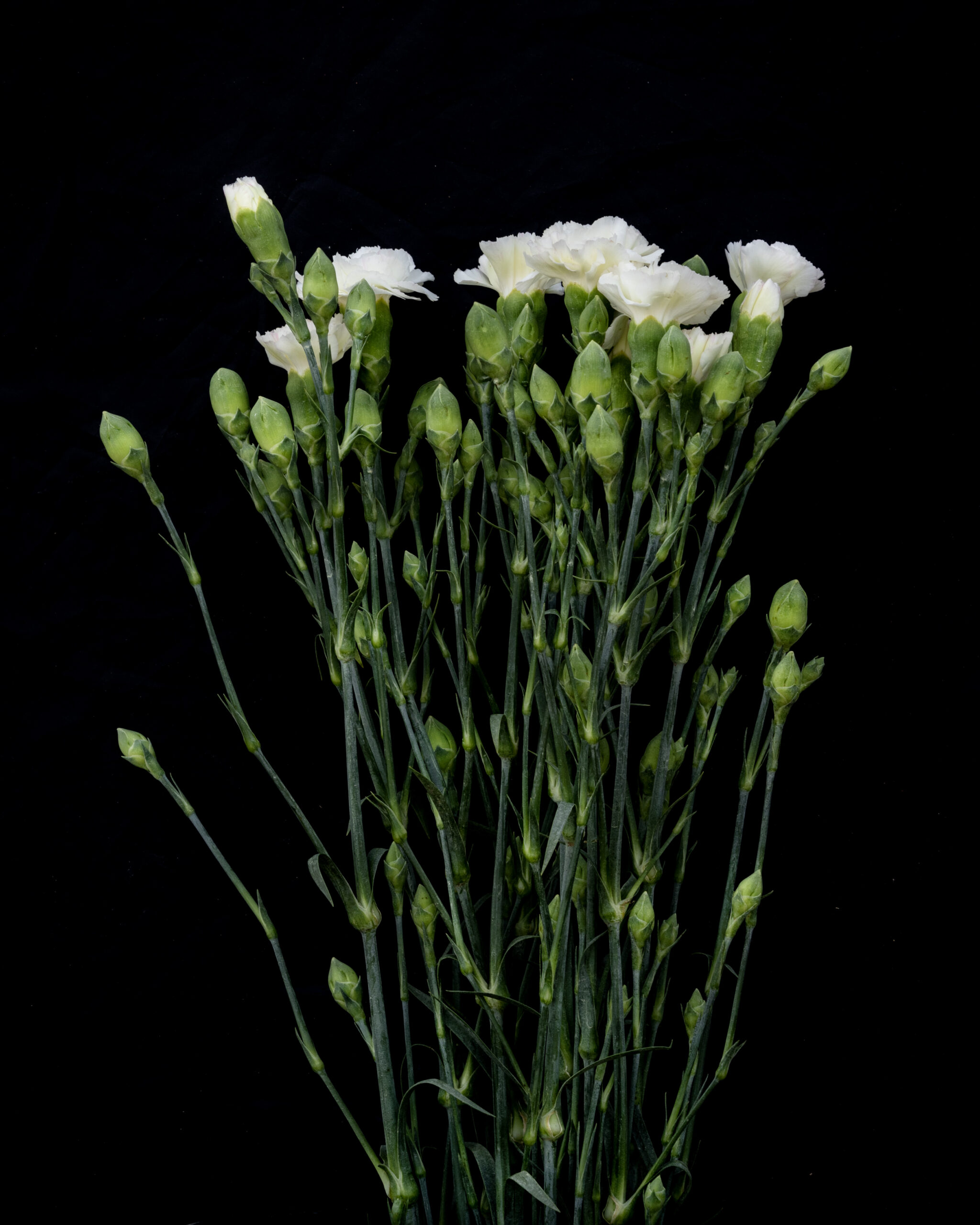 WHITE SIM CARNATIONS (PER BUNCH) Keshava Flowers